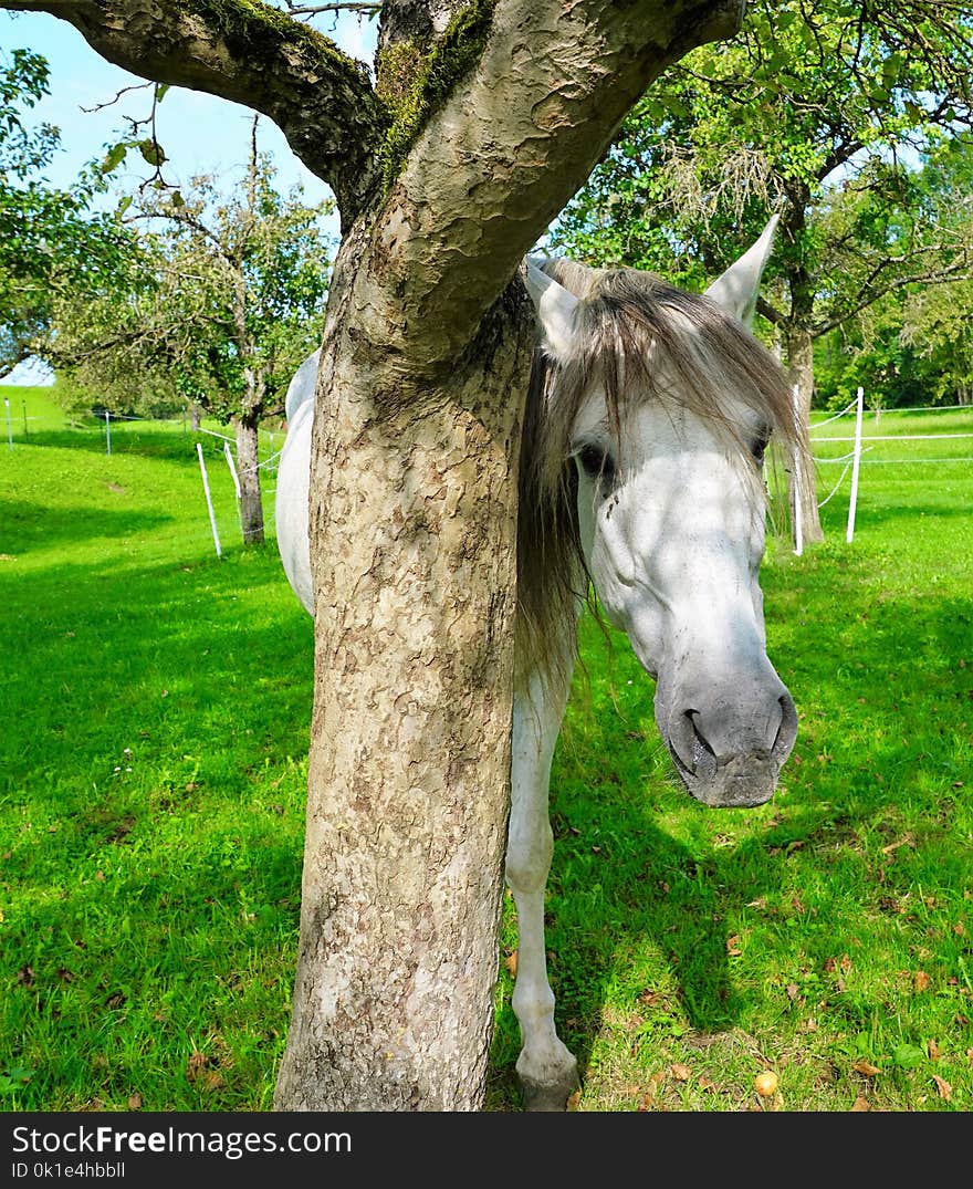 Horse, Tree, Woody Plant, Fauna