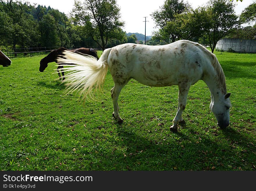 Horse, Pasture, Fauna, Grass