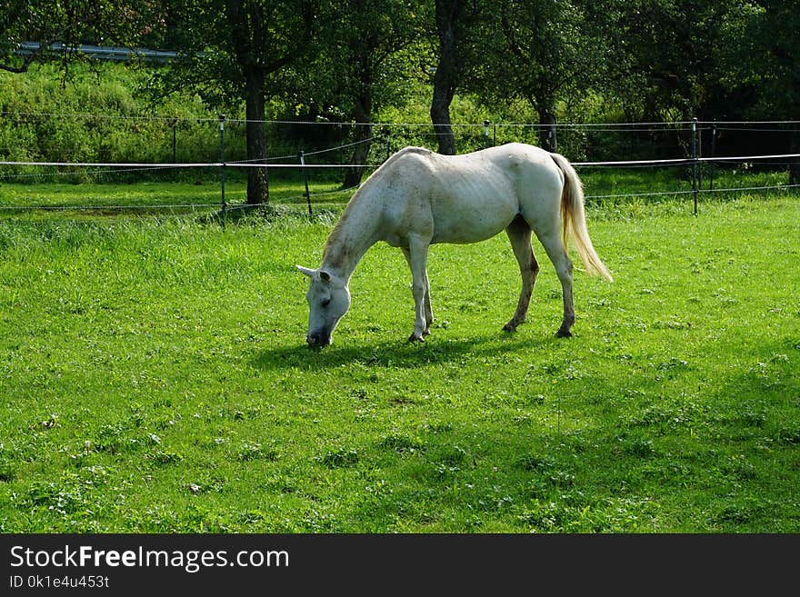 Horse, Pasture, Green, Grass