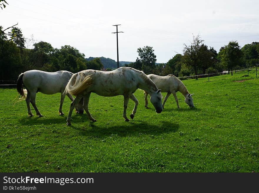 Horse, Pasture, Grassland, Grazing