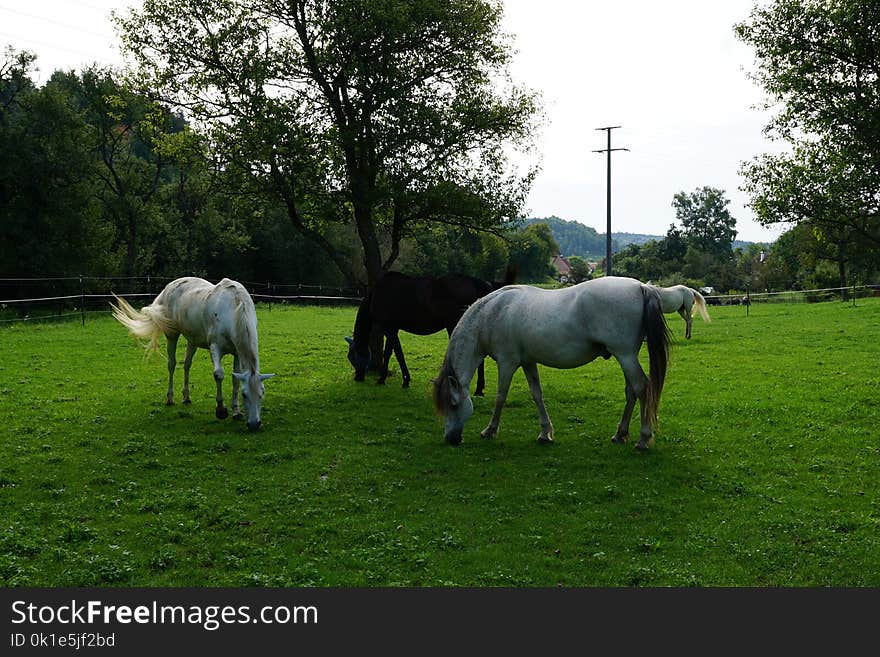 Horse, Pasture, Grassland, Grazing