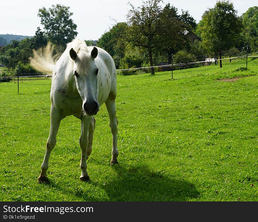 Horse, Pasture, Ecosystem, Grassland