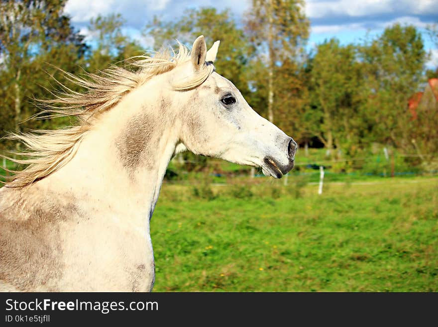 Horse, Pasture, Horse Like Mammal, Fauna