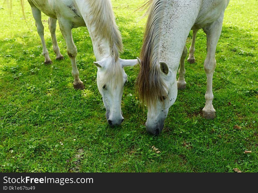 Pasture, Grazing, Grass, Grassland