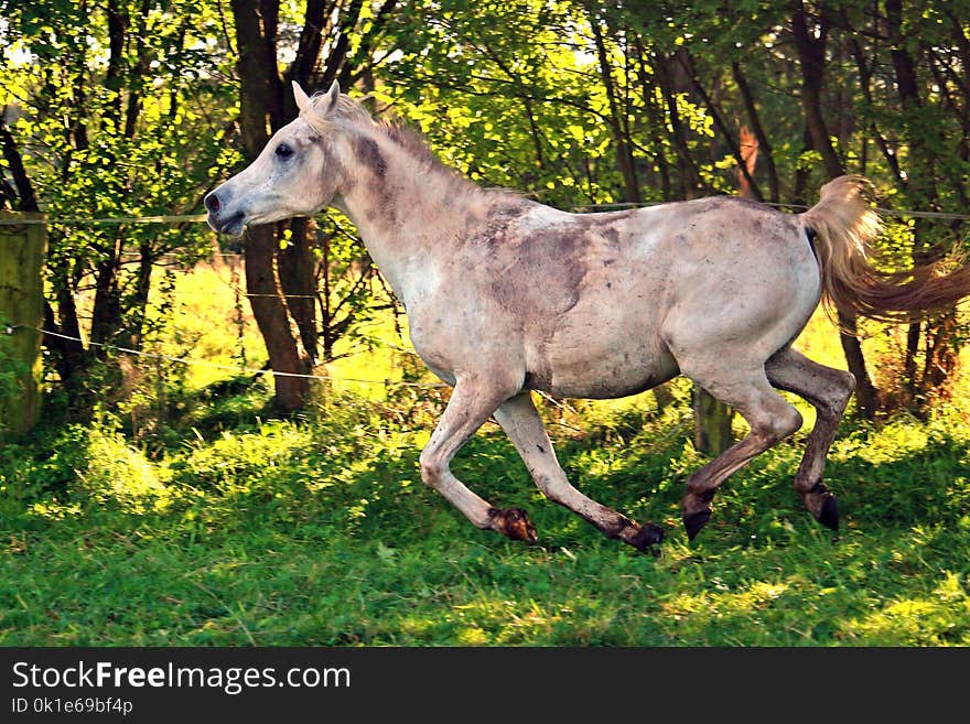 Horse, Ecosystem, Fauna, Horse Like Mammal