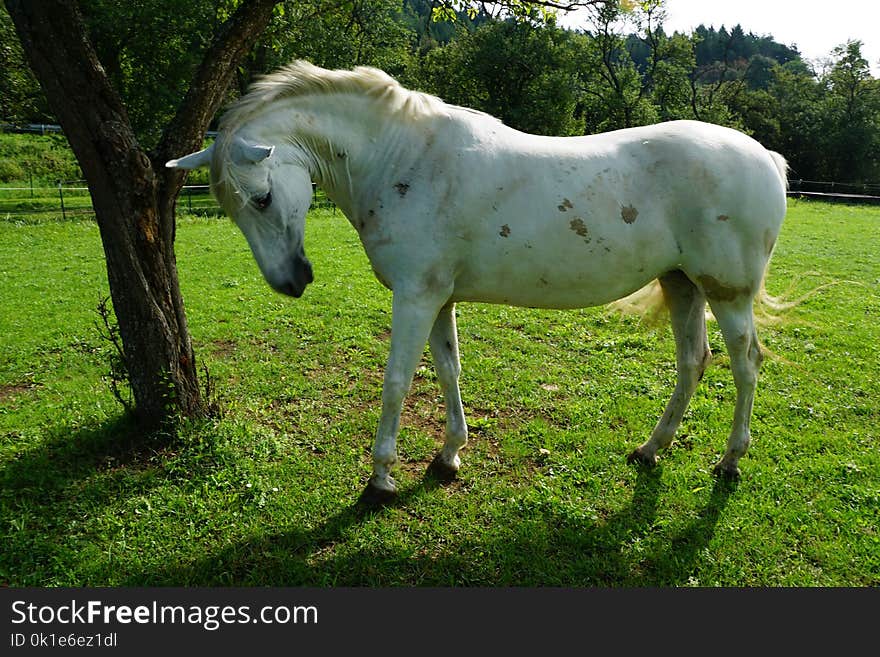 Horse, Pasture, Horse Like Mammal, Ecosystem