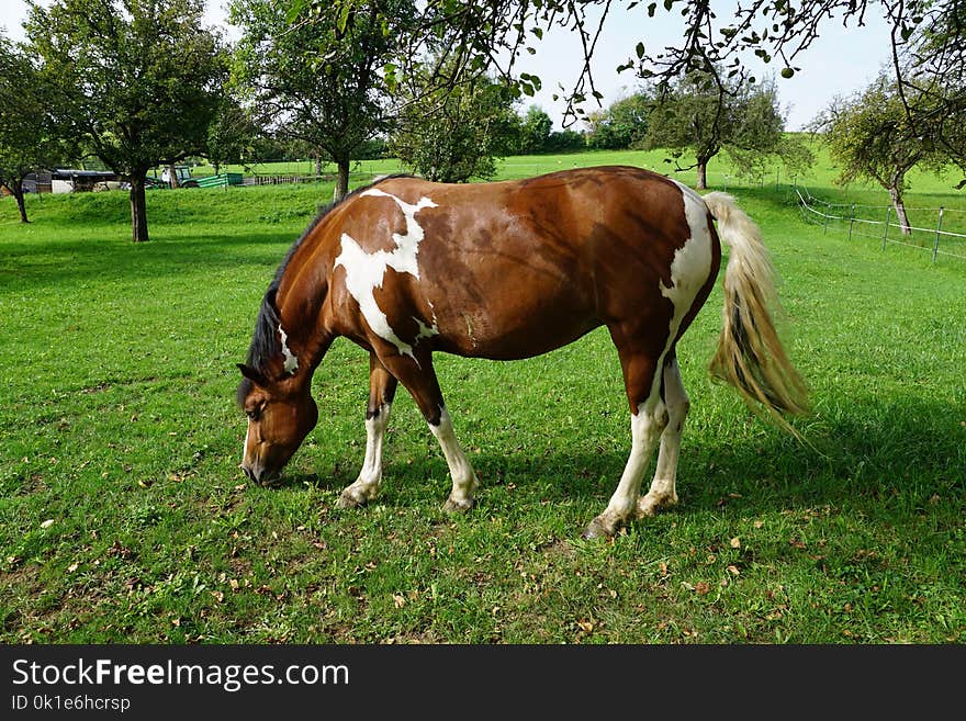 Horse, Pasture, Grazing, Grass