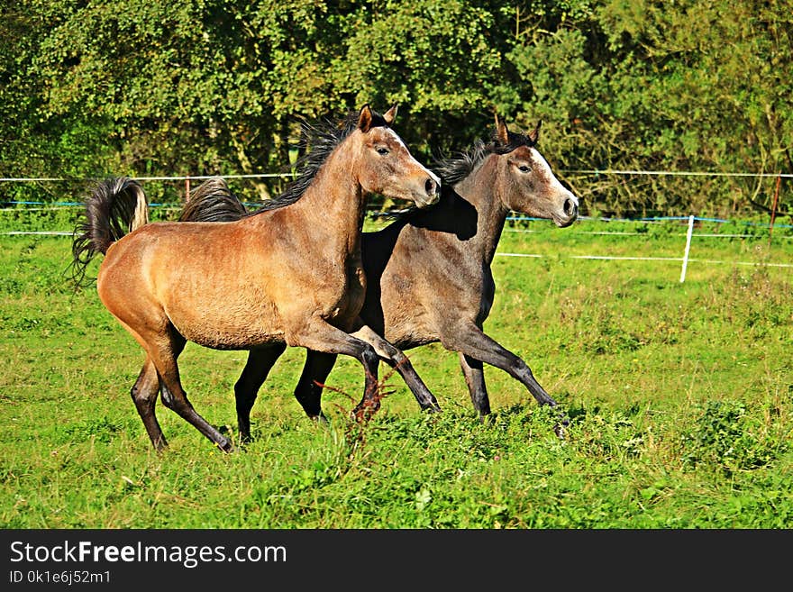 Pasture, Horse, Ecosystem, Horse Like Mammal