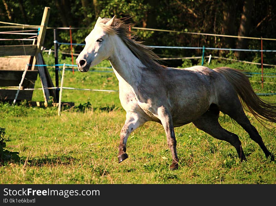 Horse, Pasture, Mane, Mare