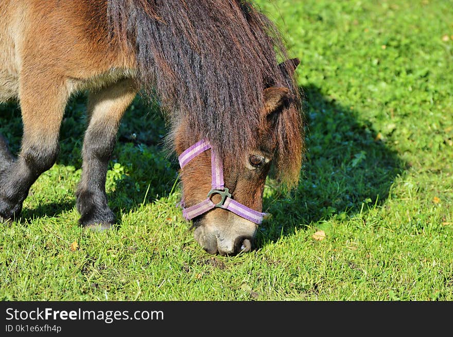 Grass, Fauna, Pasture, Grazing