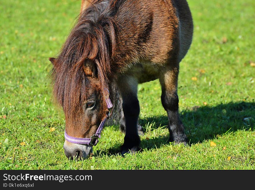 Grazing, Pasture, Horse, Grass