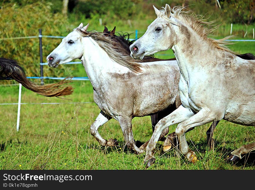 Horse, Horse Like Mammal, Pasture, Mare