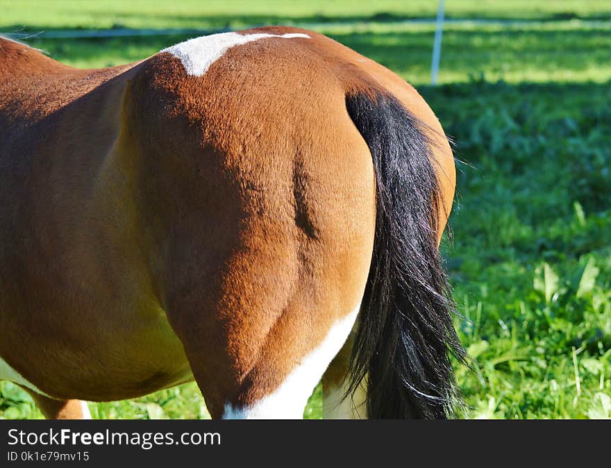 Grazing, Grass, Pasture, Fauna