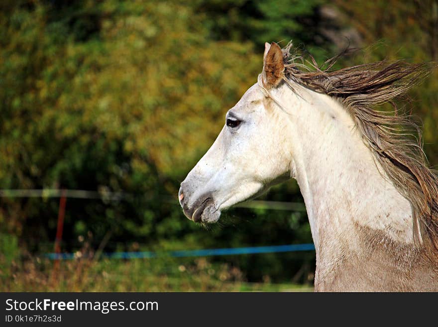 Horse, Mane, Horse Like Mammal, Ecosystem