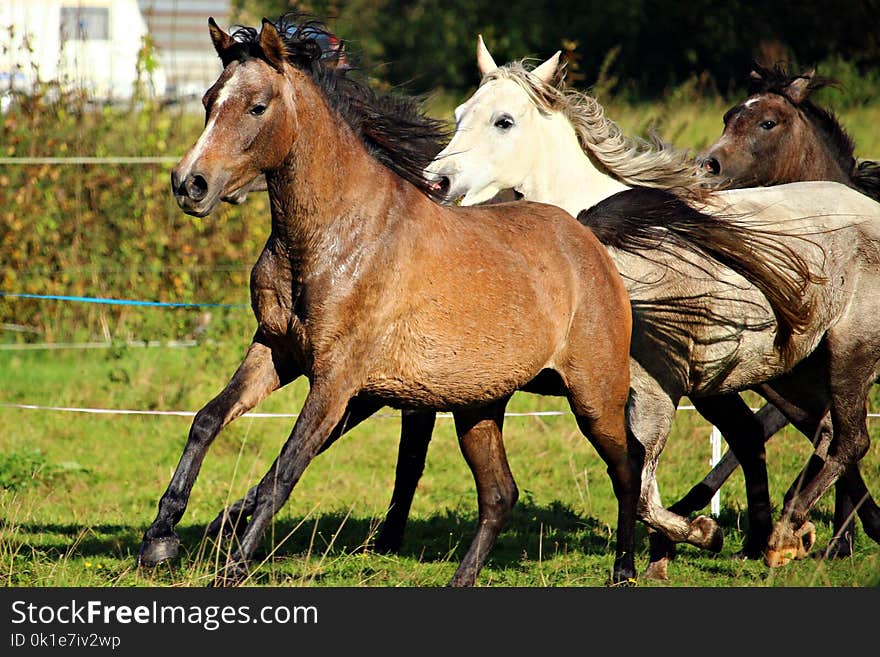 Horse, Horse Like Mammal, Mare, Pasture