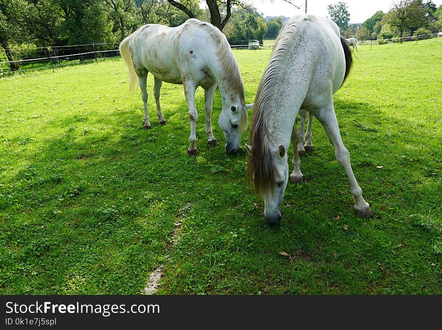 Horse, Pasture, Grass, Grazing