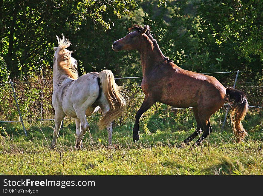 Horse, Pasture, Horse Like Mammal, Mare