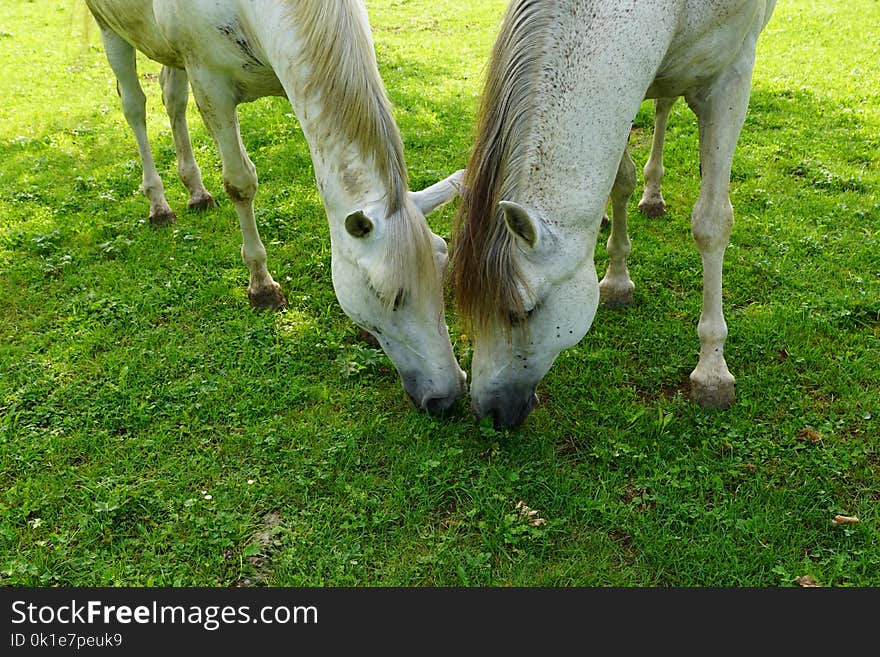 Pasture, Grazing, Grass, Fauna