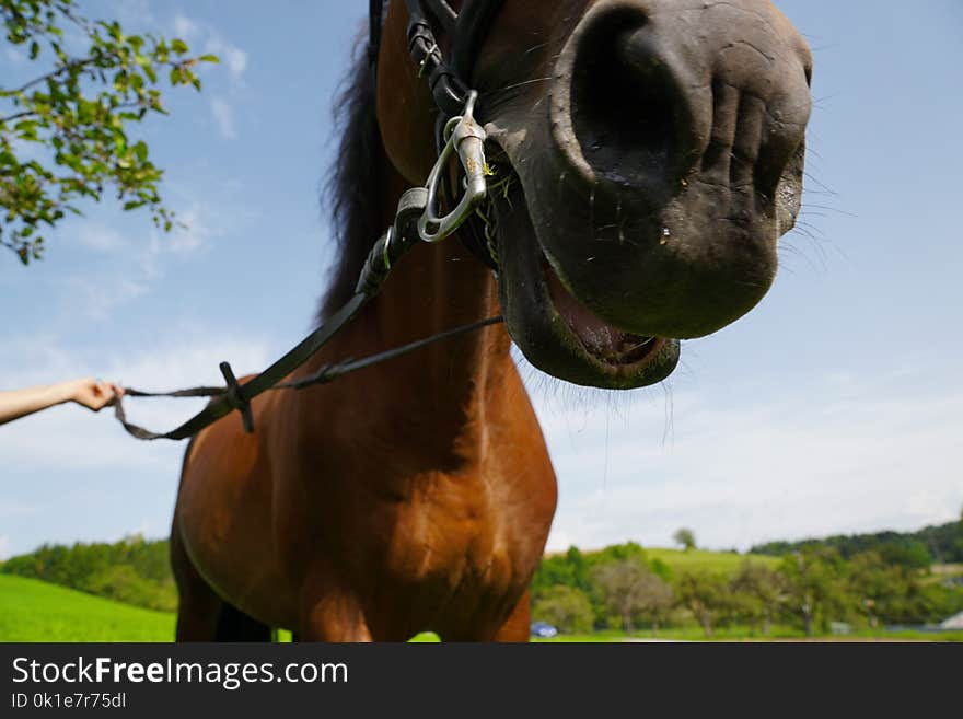 Horse, Bridle, Rein, Mane