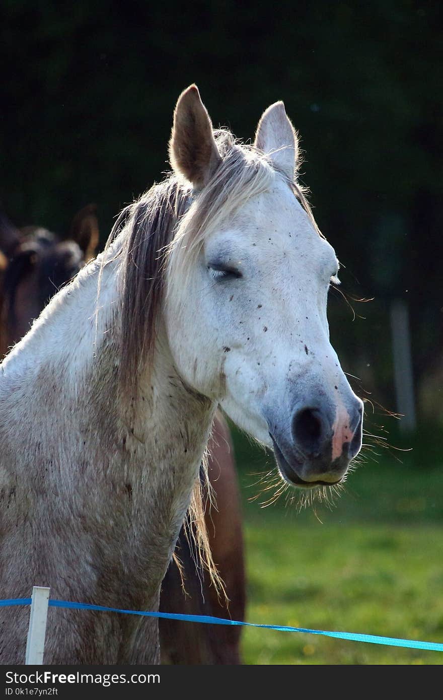 Horse, Mane, Fauna, Horse Like Mammal