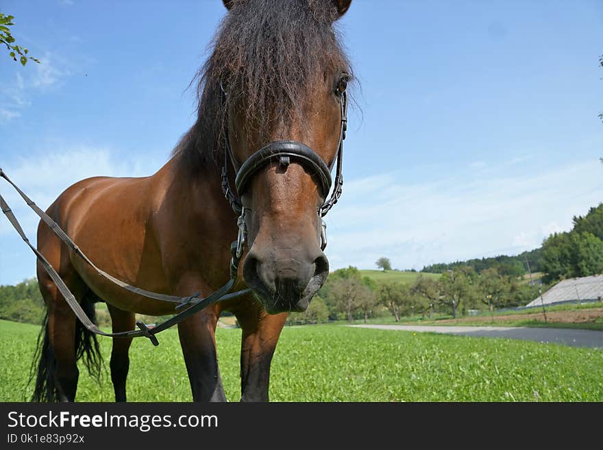 Horse, Bridle, Horse Harness, Mane