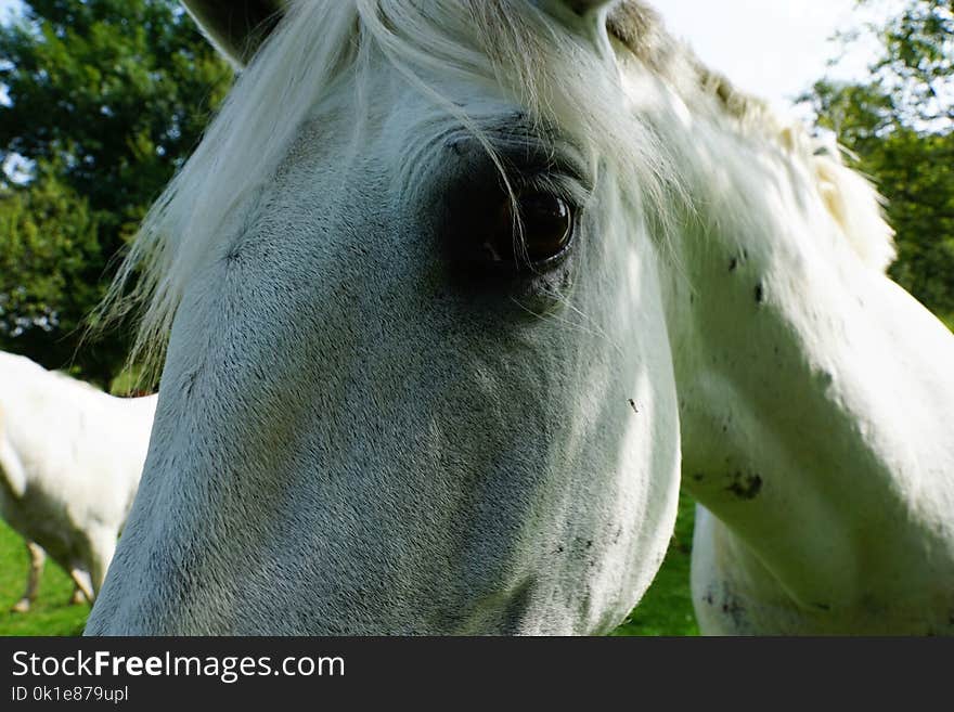 Horse, Mane, Fauna, Horse Like Mammal