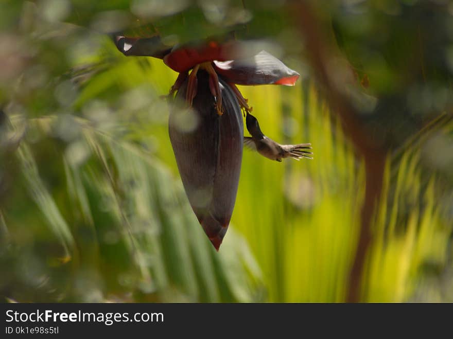 Bird, Fauna, Flora, Beak