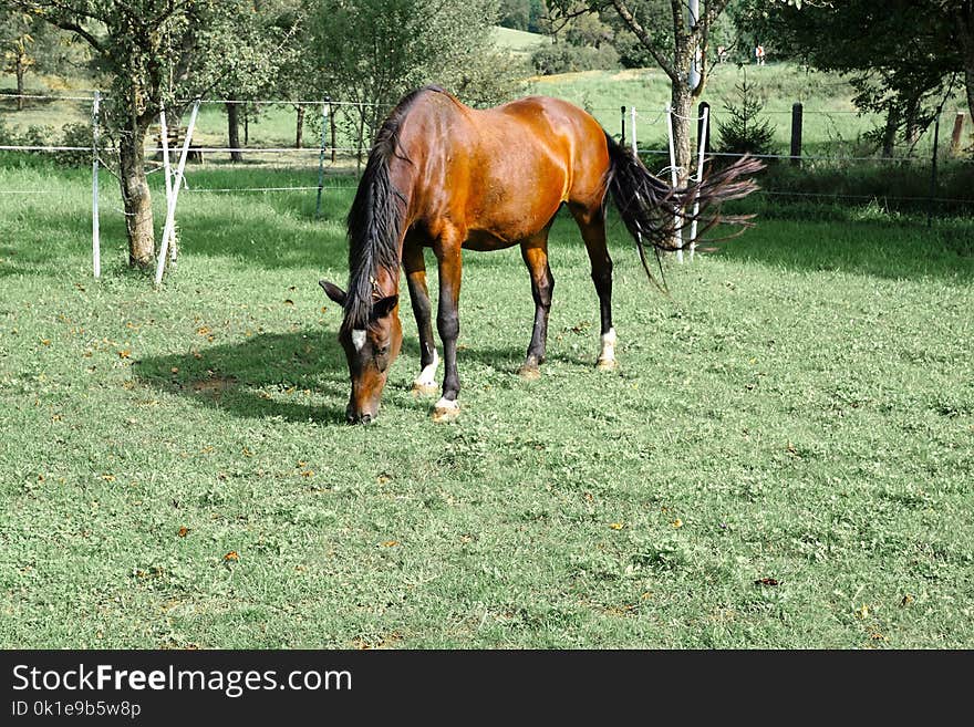 Horse, Pasture, Tree, Grass