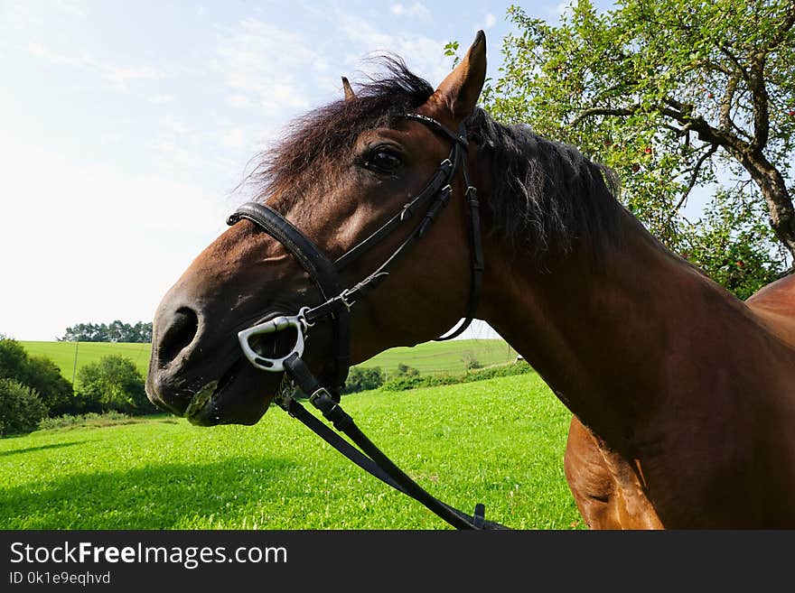 Horse, Bridle, Halter, Horse Harness