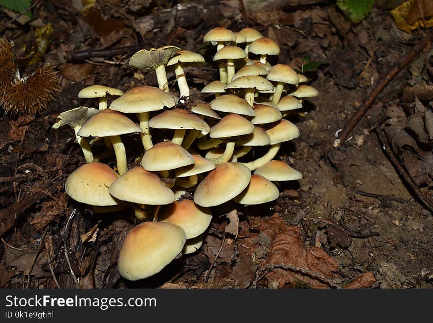 Fungus, Mushroom, Edible Mushroom, Oyster Mushroom