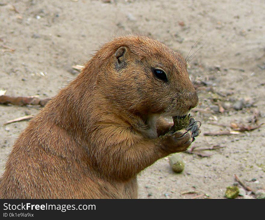 Mammal, Fauna, Prairie Dog, Terrestrial Animal