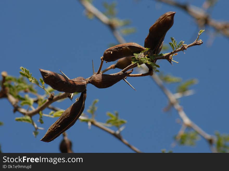 Branch, Flora, Tree, Twig