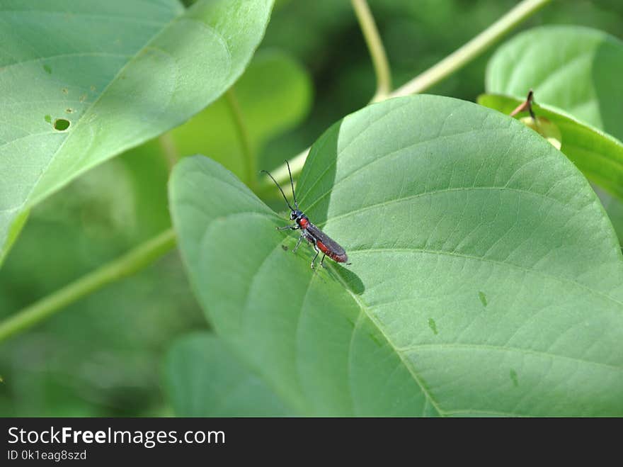 Insect, Leaf, Ecosystem, Organism