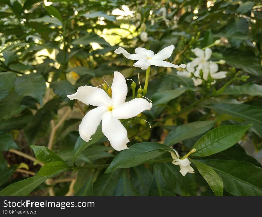 Plant, Flower, Flora, Jasmine