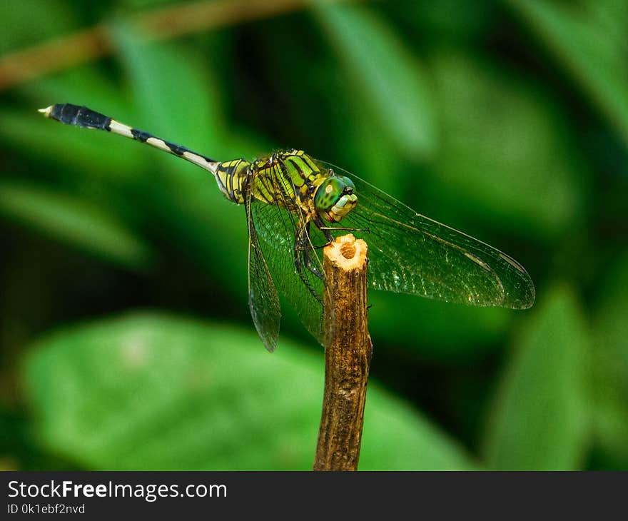 Dragonfly, Insect, Dragonflies And Damseflies, Damselfly