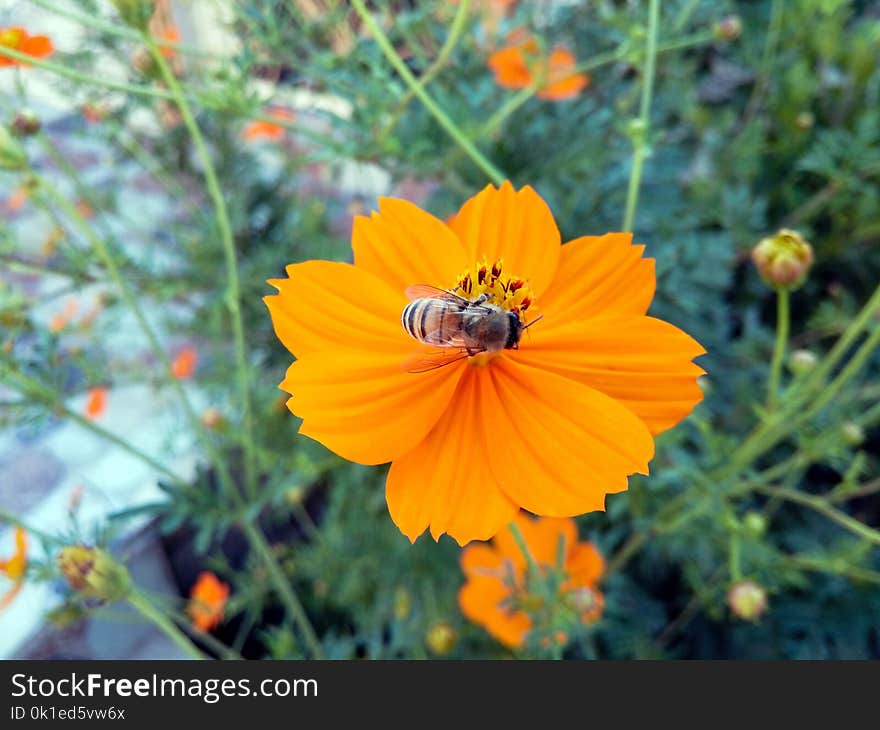 Flower, Sulfur Cosmos, Flora, Wildflower