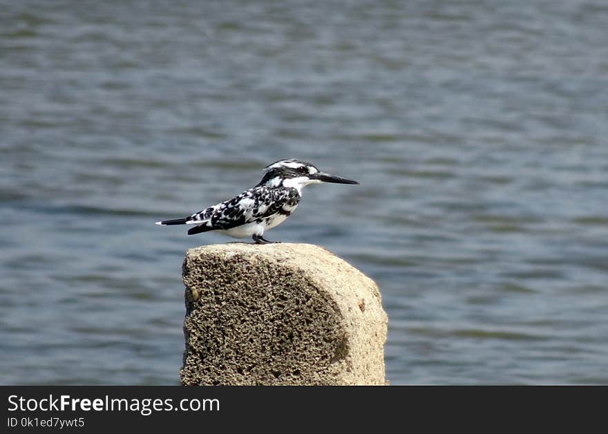 Bird, Fauna, Beak, Water