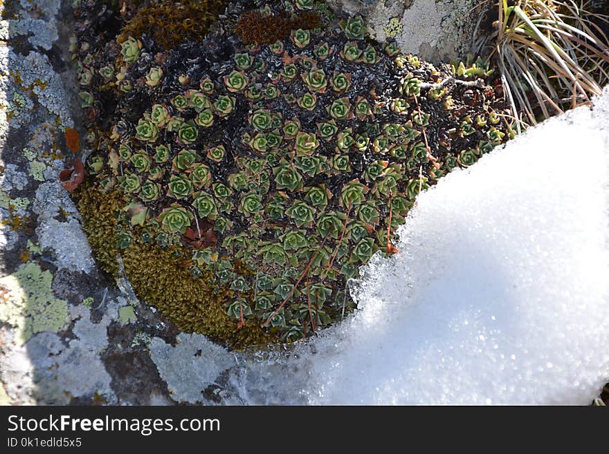 Vegetation, Plant, Flora, Moss