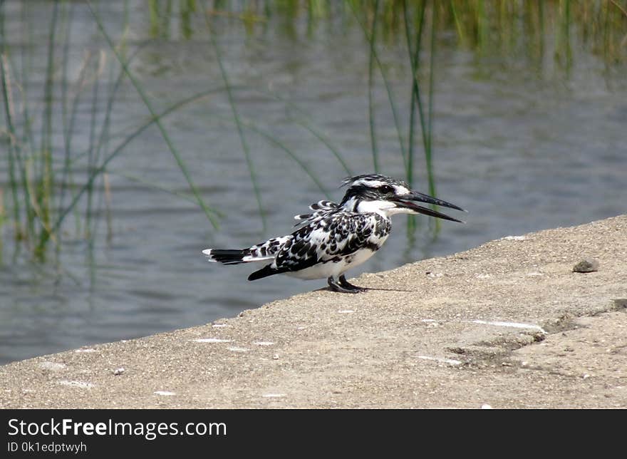 Bird, Fauna, Beak, Water