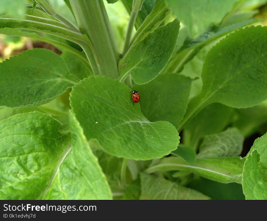 Plant, Leaf, Herb, Grass