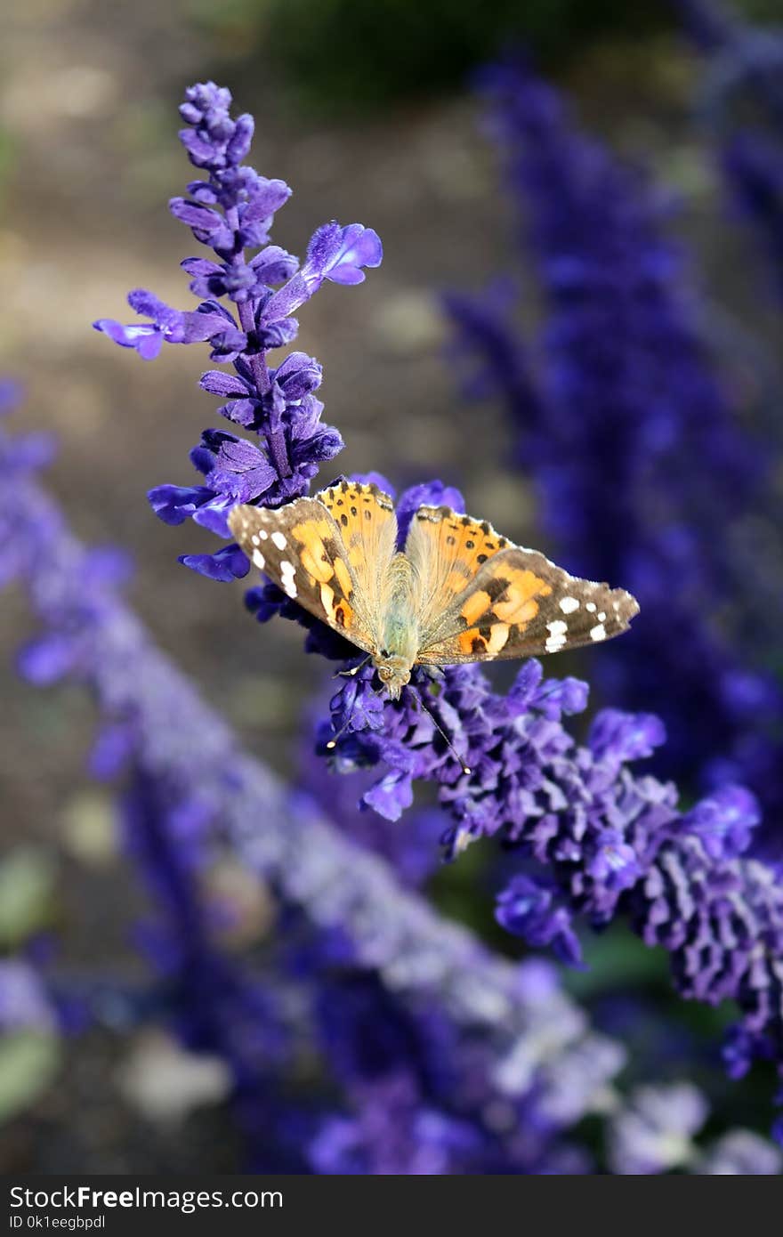 Butterfly, English Lavender, Moths And Butterflies, Lavender