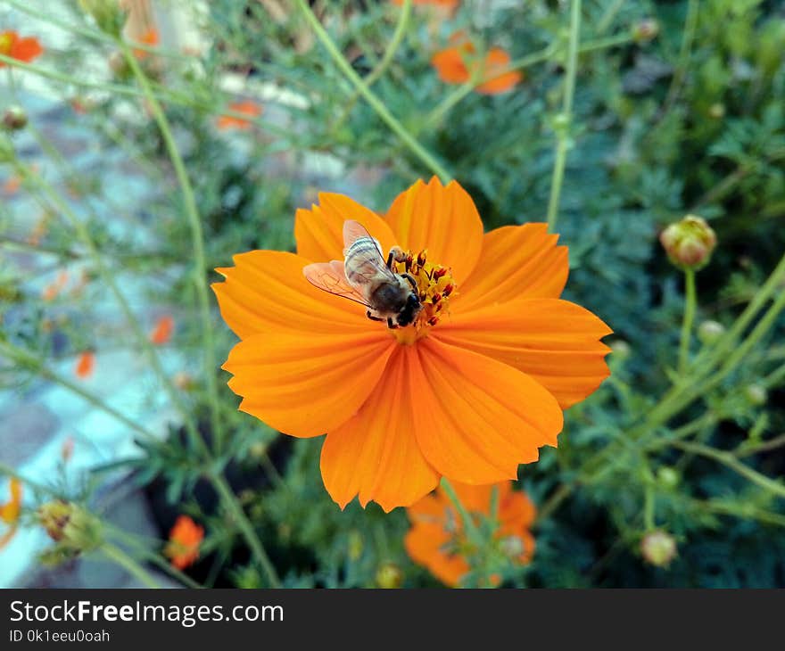 Flower, Nectar, Sulfur Cosmos, Flora