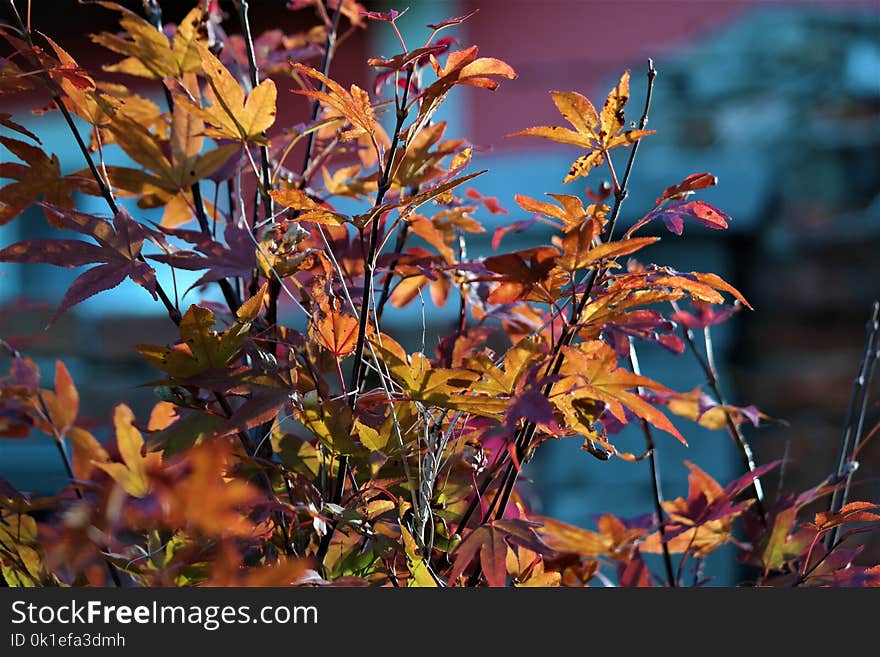 Plant, Leaf, Autumn, Flora