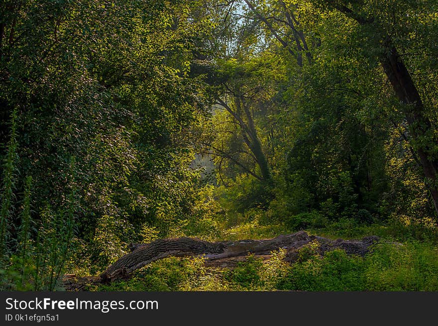 Woodland, Forest, Nature, Vegetation