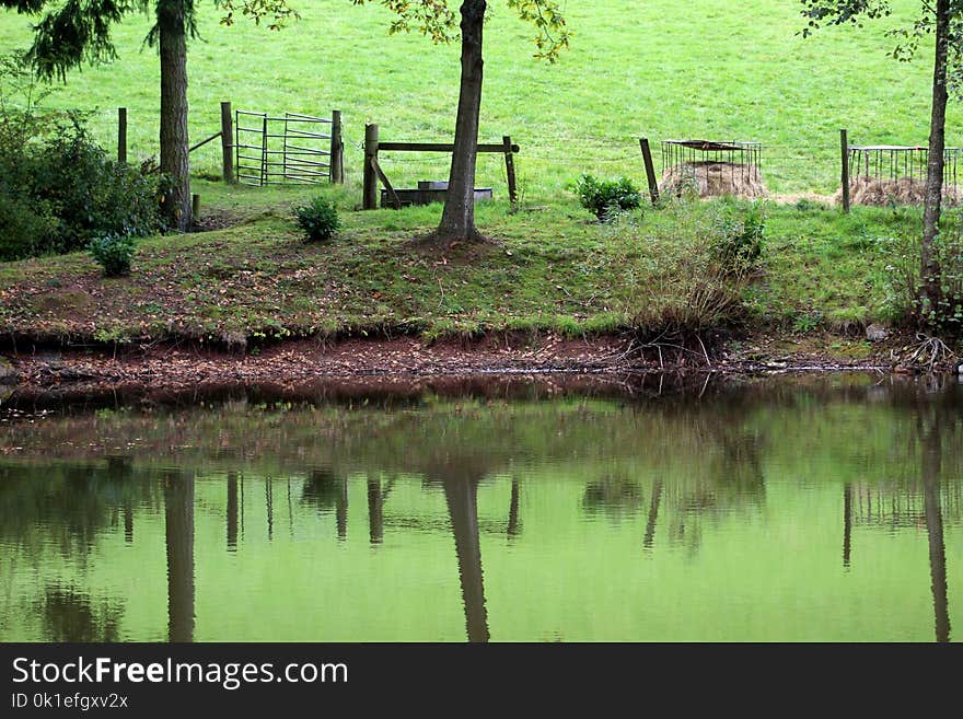 Reflection, Water, Nature, Green