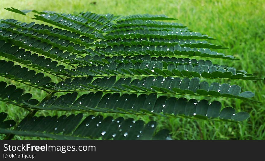 Vegetation, Plant, Leaf, Fern