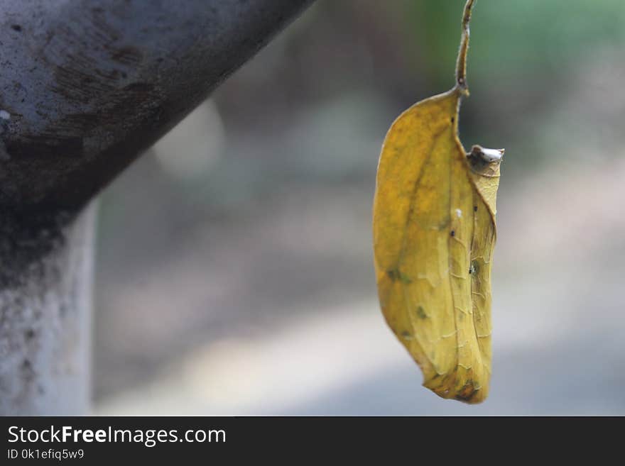 Leaf, Insect, Invertebrate, Moths And Butterflies