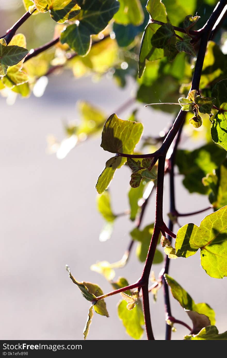 Branch, Leaf, Tree, Twig