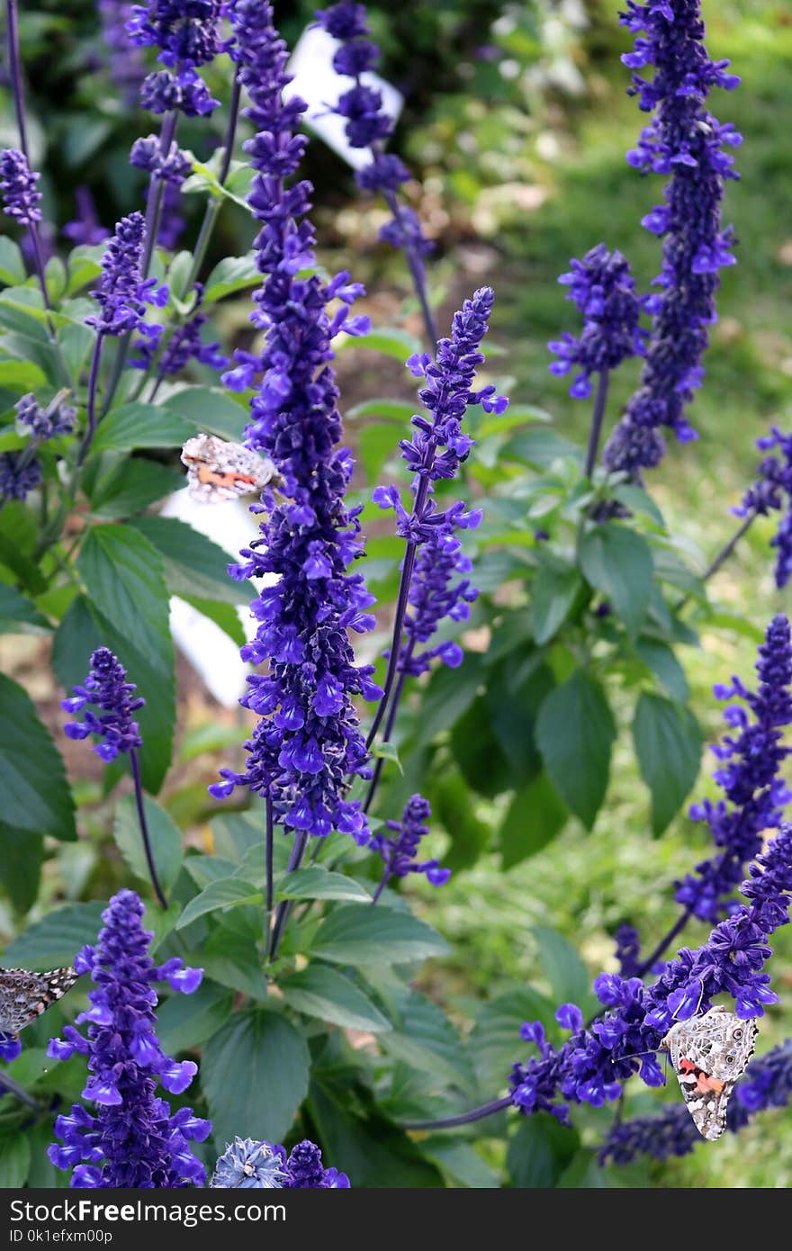 Plant, Hyssopus, Common Sage, Flowering Plant