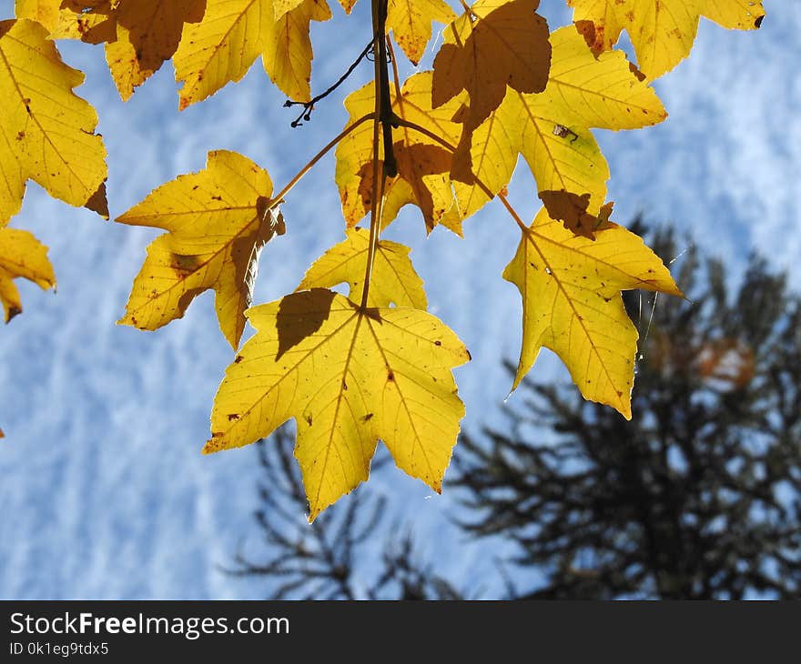 Leaf, Yellow, Autumn, Maple Leaf